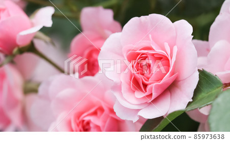 Beautiful pink roses Bonica in the garden. Perfect for background of greeting cards for birthday, Valentine's Day and Mother's Day Beautiful pink roses Bonica in the garden. Perfect for background of greeting cards for birthday, Valentine's Day and Mother's Day 85973638