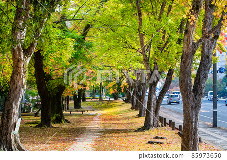 It is the scenery of Peace Boulevard. It is a bright early autumn landscape. 85973650