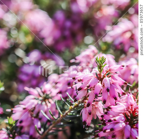 Pink Erica carnea flowers (winter Heath) in the garden in early spring. Floral background, botanical concept Pink Erica carnea flowers (winter Heath) in the garden in early spring. Floral background, botanical concept 85973657