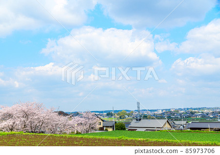 鄉下賞櫻“春日天色最佳風景” 鄉下賞櫻“春日天色最佳風景” 85973706