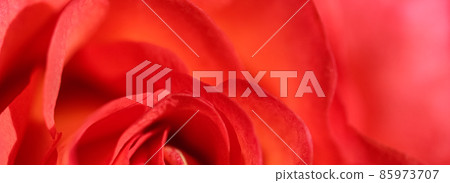 Botanical concept, invitation card - Soft focus, abstract floral background, red rose flower. Macro flowers backdrop for holiday brand design Botanical concept, invitation card - Soft focus, abstract floral background, red rose flower. Macro flowers backdrop for holiday brand design 85973707
