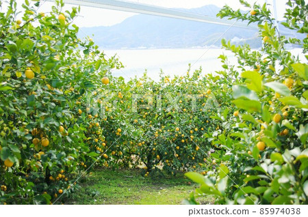 生口島上的檸檬樹 生口島上的檸檬樹 85974038