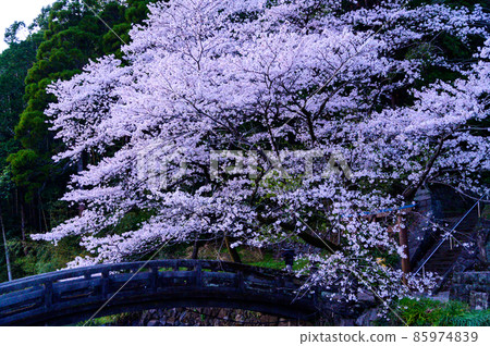 瀨田神社的櫻花風景“黃昏的櫻花風景” 瀨田神社的櫻花風景“黃昏的櫻花風景” 85974839