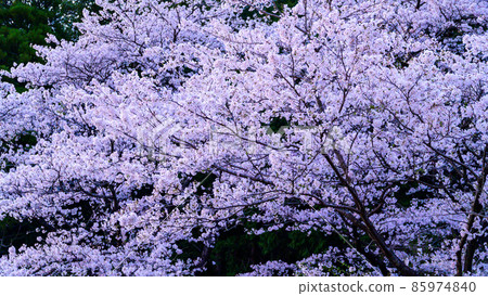 瀨田神社的櫻花風景“黃昏的櫻花風景” 85974840