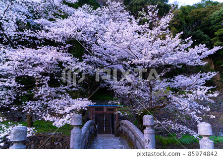 Sakura scenery at Seta Shrine "Sakura scenery at dusk" 85974842