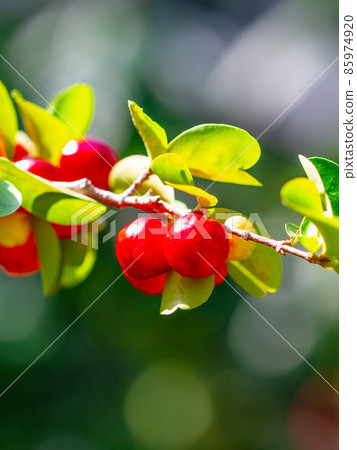 Acerola fruit Acerola fruit 85974920