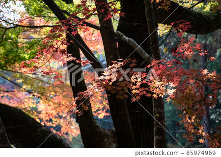 這是一座被秋天色彩染成的古老寺廟的區域。請看鮮豔的色彩。廣島市三木寺 這是一座被秋天色彩染成的古老寺廟的區域。請看鮮豔的色彩。廣島市三木寺 85974969