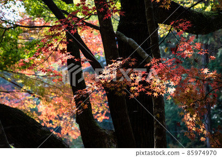 這是一座被秋天色彩染成的古老寺廟的區域。請看鮮豔的色彩。廣島市三木寺 這是一座被秋天色彩染成的古老寺廟的區域。請看鮮豔的色彩。廣島市三木寺 85974970