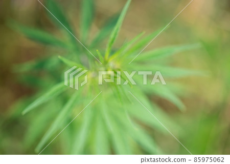 Blurred close-up image of cannabis - concept of drug use and blurred consciousness - space for text Blurred close-up image of cannabis - concept of drug use and blurred consciousness - space for text 85975062