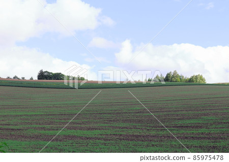 Hokkaido travelogue Furano farm Hokkaido travelogue Furano farm 85975478