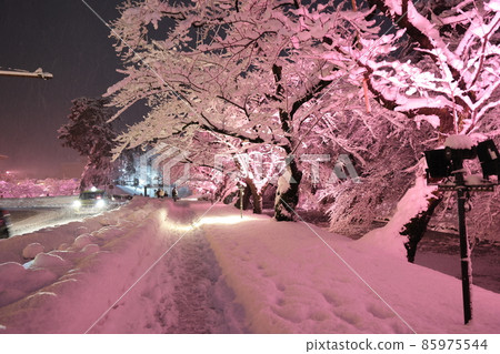 Hirosaki Castle Sotobori Winter Cherry Blossoms Illuminated 85975544