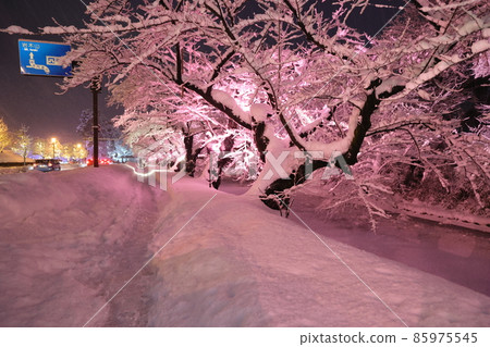 Illuminated winter cherry blossoms in the outer moat of Hirosaki Castle 85975545