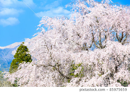 以阿蘇山和阿蘇山為背景的南阿蘇村的櫻花樹和田園風光 以阿蘇山和阿蘇山為背景的南阿蘇村的櫻花樹和田園風光 85975659
