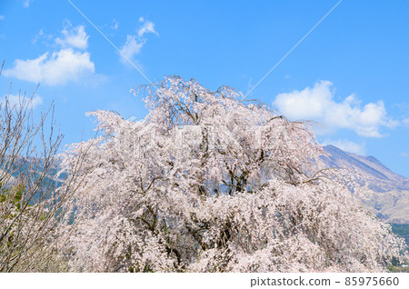 以阿蘇山和阿蘇山為背景的南阿蘇村的櫻花樹和田園風光 以阿蘇山和阿蘇山為背景的南阿蘇村的櫻花樹和田園風光 85975660