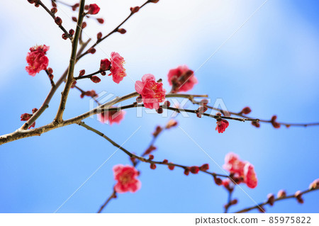 Sekko-ji Temple in the middle of winter, cold peony and winter flowers Sekko-ji Temple in the middle of winter, cold peony and winter flowers 85975822