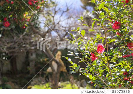 Sekko-ji Temple in the middle of winter, cold peony and winter flowers 85975826