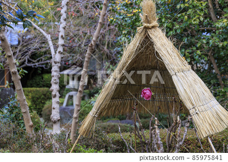 仲冬的石光寺,寒牡丹和冬花 仲冬的石光寺,寒牡丹和冬花 85975841