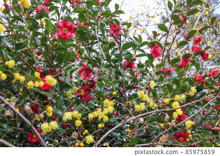 Sekko-ji Temple in the middle of winter, cold peony and winter flowers 85975859