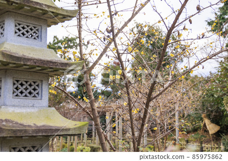 Sekko-ji Temple in the middle of winter, cold peony and winter flowers Sekko-ji Temple in the middle of winter, cold peony and winter flowers 85975862
