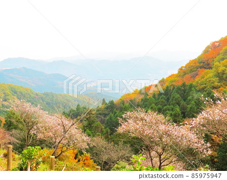 櫻山公園 冬天的櫻花和秋葉 85975947