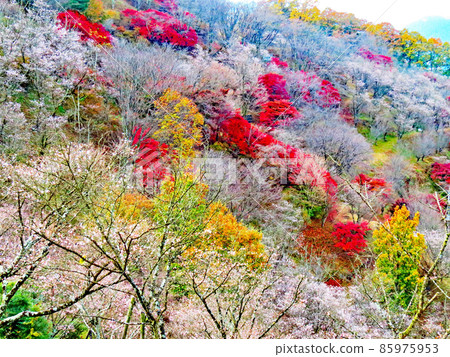 Sakurayama Park Winter cherry blossoms and autumn leaves Sakurayama Park Winter cherry blossoms and autumn leaves 85975953