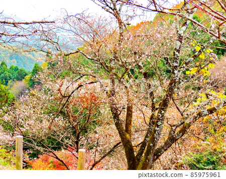 櫻山公園 冬天的櫻花和秋葉 櫻山公園 冬天的櫻花和秋葉 85975961