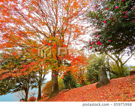 櫻山公園 冬天的櫻花和秋葉 櫻山公園 冬天的櫻花和秋葉 85975998