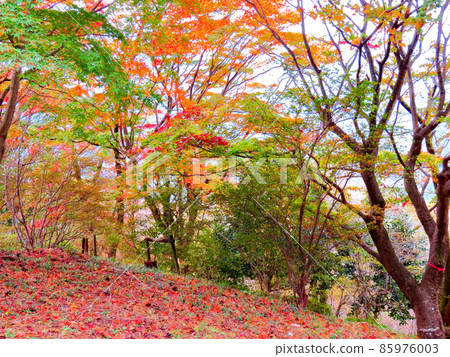 Sakurayama Park Winter cherry blossoms and autumn leaves 85976003