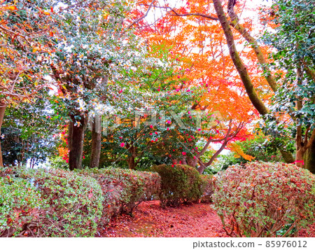 櫻山公園 冬天的櫻花和秋葉 櫻山公園 冬天的櫻花和秋葉 85976012