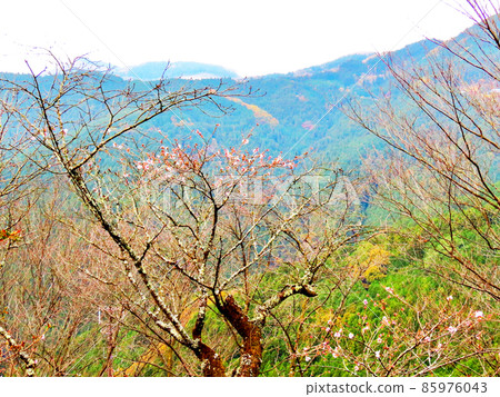 Sakurayama Park Winter cherry blossoms and autumn leaves 85976043