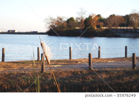 Cattail and Onuma Cattail and Onuma 85976249