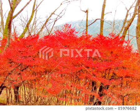 櫻山公園 冬天的櫻花和秋葉 櫻山公園 冬天的櫻花和秋葉 85976682