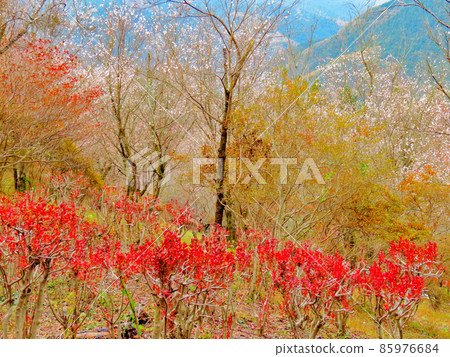櫻山公園 冬天的櫻花和秋葉 櫻山公園 冬天的櫻花和秋葉 85976684