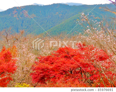Sakurayama Park Winter cherry blossoms and autumn leaves 85976691