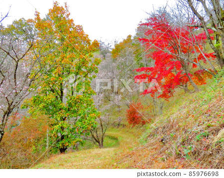 櫻山公園 冬天的櫻花和秋葉 櫻山公園 冬天的櫻花和秋葉 85976698