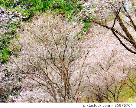 Sakurayama Park Winter cherry blossoms and autumn leaves Sakurayama Park Winter cherry blossoms and autumn leaves 85976704
