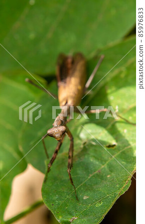 Cockereaches 85976833