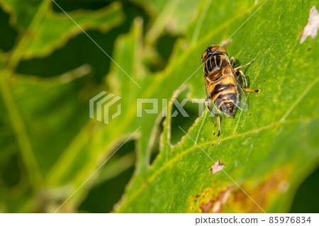 Kigoshishana 85976834