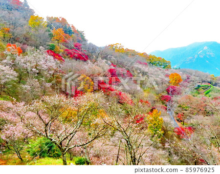 Sakurayama Park Winter cherry blossoms and autumn leaves Sakurayama Park Winter cherry blossoms and autumn leaves 85976925