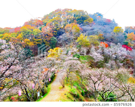 Sakurayama Park Winter cherry blossoms and autumn leaves Sakurayama Park Winter cherry blossoms and autumn leaves 85976926