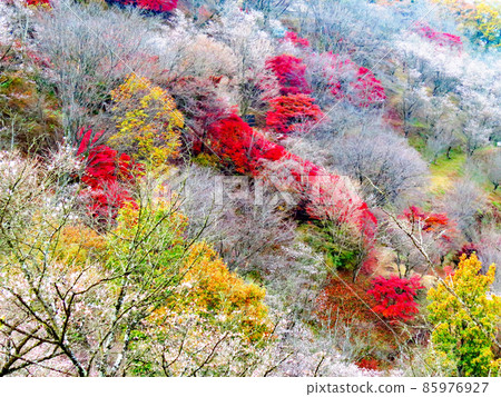 Sakurayama Park Winter cherry blossoms and autumn leaves Sakurayama Park Winter cherry blossoms and autumn leaves 85976927