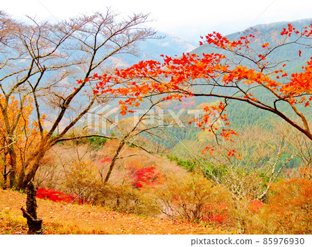 櫻山公園 冬天的櫻花和秋葉 櫻山公園 冬天的櫻花和秋葉 85976930