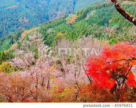櫻山公園 冬天的櫻花和秋葉 櫻山公園 冬天的櫻花和秋葉 85976931