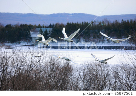 Chitose River Nature Swan Hakucho Chitose River Nature Swan Hakucho 85977561