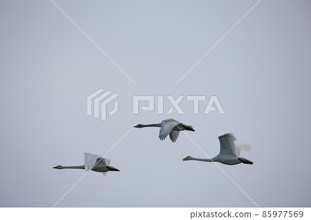Chitose River Nature Swan Hakucho Chitose River Nature Swan Hakucho 85977569