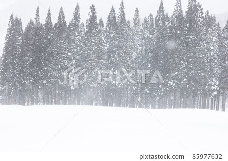 森林裡下雪了 森林裡下雪了 85977632