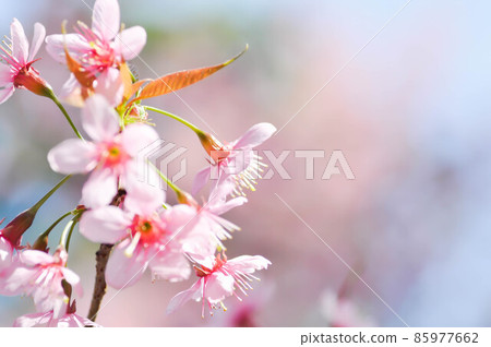 wild himalayan cherry or prunus cerasoides, sakura or pink flower wild himalayan cherry or prunus cerasoides, sakura or pink flower 85977662