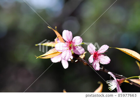 wild himalayan cherry or prunus cerasoides, sakura or pink flower wild himalayan cherry or prunus cerasoides, sakura or pink flower 85977663