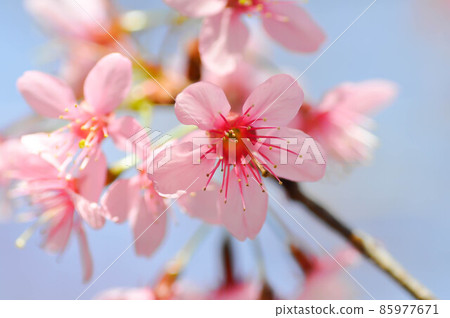 wild himalayan cherry or prunus cerasoides, sakura or pink flower wild himalayan cherry or prunus cerasoides, sakura or pink flower 85977671