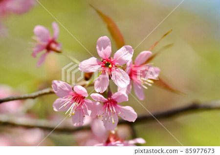 wild himalayan cherry or prunus cerasoides, sakura or pink flower 85977673